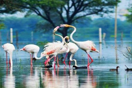 Rajasthan Wildlife with Golden Triangle