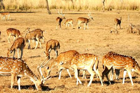 Golden Triangle with Rajasthan and Wildlife