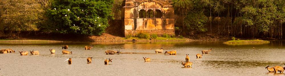 Explore Rajasthan & Wildlife with Golden Triangle Tour