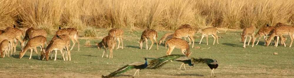 Golden Triangle with Rajasthan & Wildlife Tour Banner