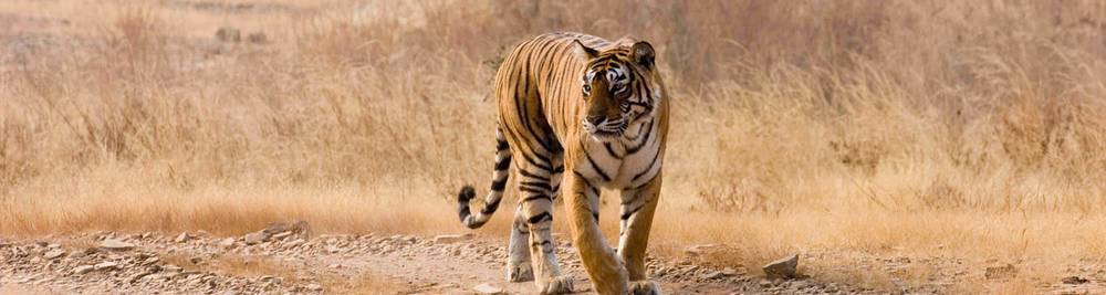 10 Nights 11 Days Rajasthan Wildlife Tour Package