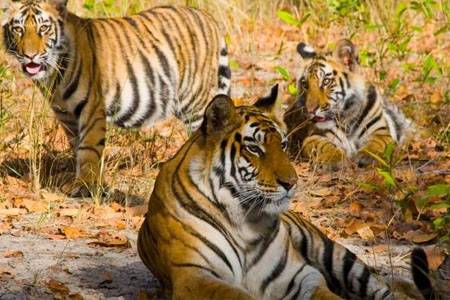 Golden Triangle with Ranthambore National Park