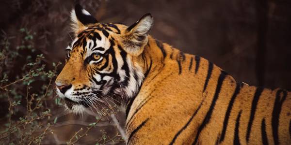 Ranthambore One Day Trip from Jaipur